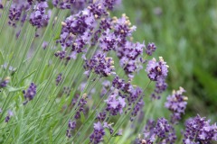 wxcptwuqvfjfck-3i6arhaxmdikxgw3xgqkdv0lhqpsg6hdzhcfcu1vbm1m9pky8xkb-3dqnivnahbytu6ruhjvsftnj5i5-ljqlkc5o