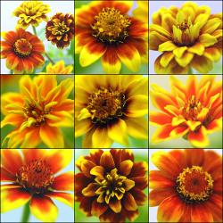 173021120_600afdbaa4